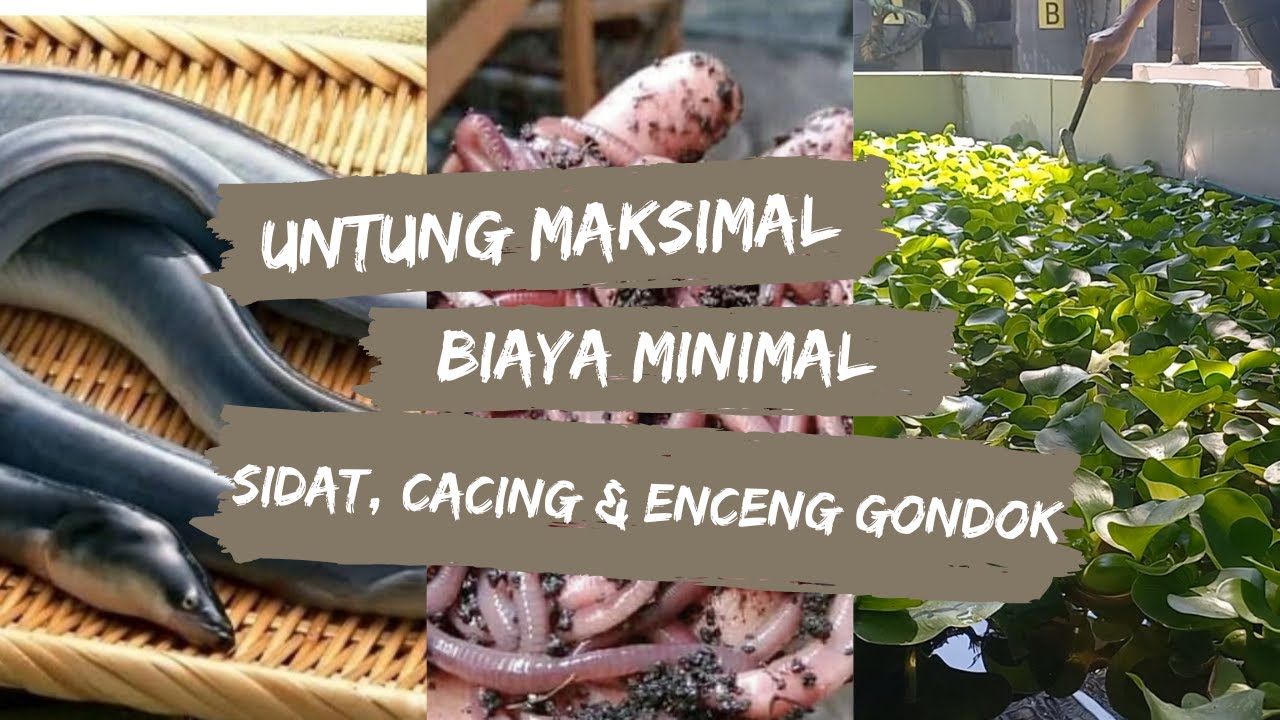 Konsep budidaya terpadu : SIDAT, CACING DAN ENCENG GONDOK