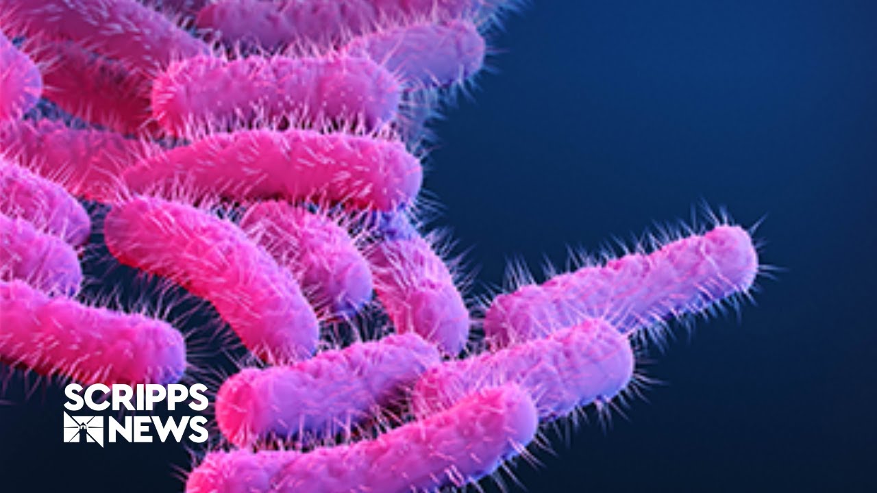 CDC issues warning over the rise of drug-resistant bacteria