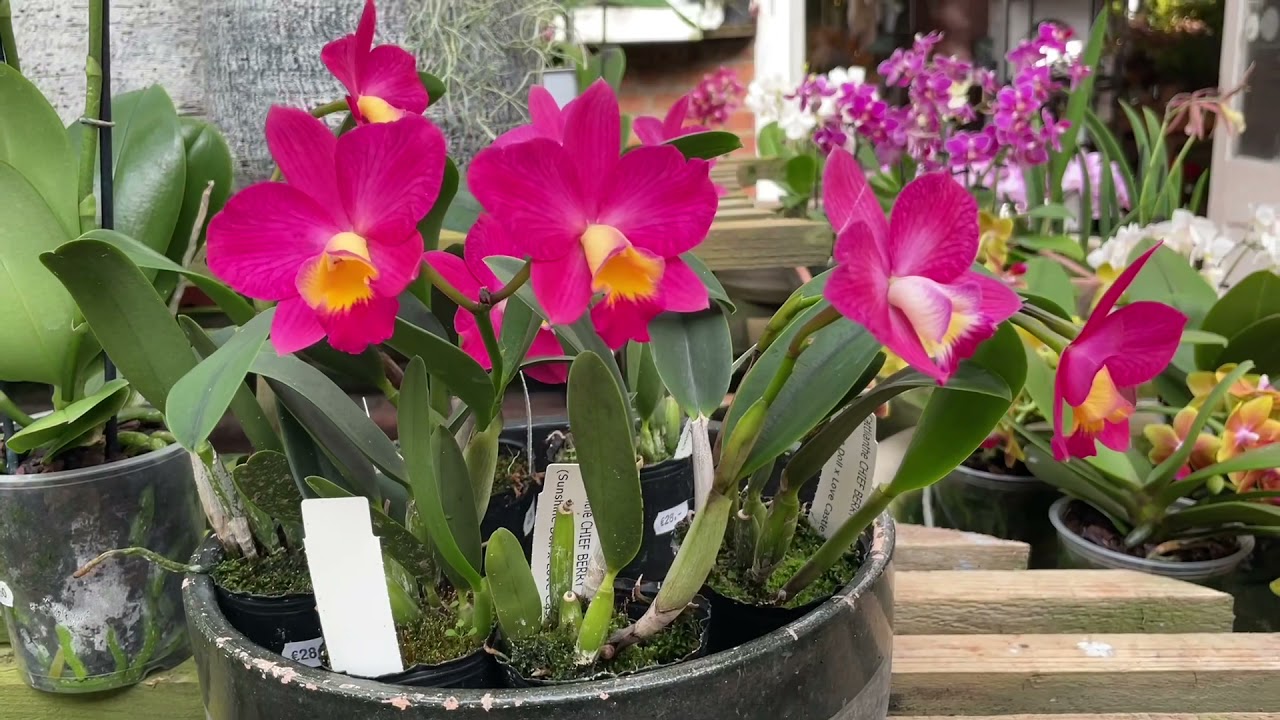 Visiting a Belgian orchid greenhouse