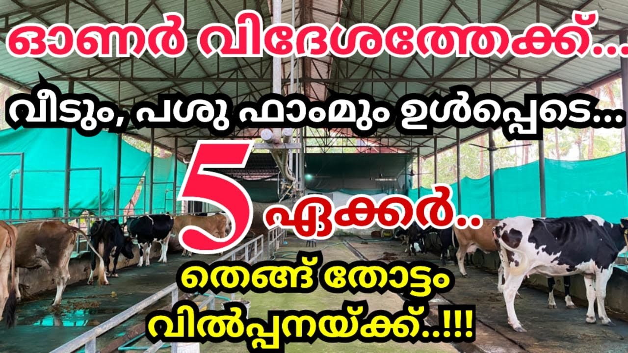 നോക്കാൻ ആളില്ല 5 ഏക്കർ തെങ്ങിൻ തോപ്പും പശുഫാമും 4 ബെഡ്റൂം വീടും വിൽപ്പനയ്ക്ക്...