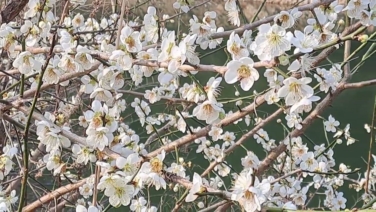 동네 한바퀴 #산책 