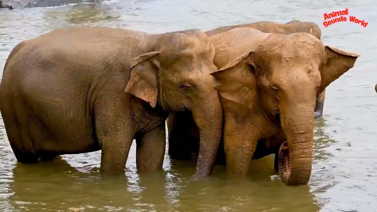 🌿Relaxing Animal Sounds: Buffalo, Cow, Sheep, Chicken, Goose, Horse, Dog, Cat... Animal Videos  🐮🐑🐱