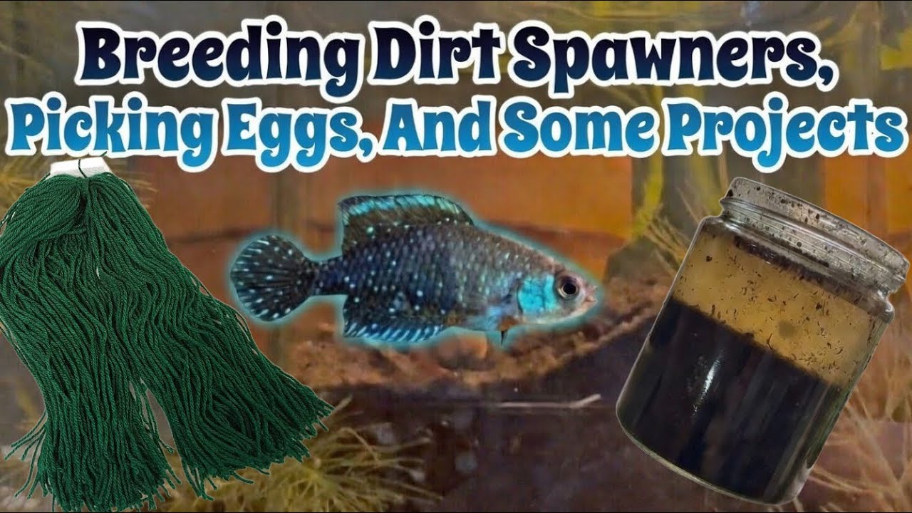 Harvesting Black Pearl Killifish Eggs: Spawning Mop Pulls & Fish Room Project Updates!