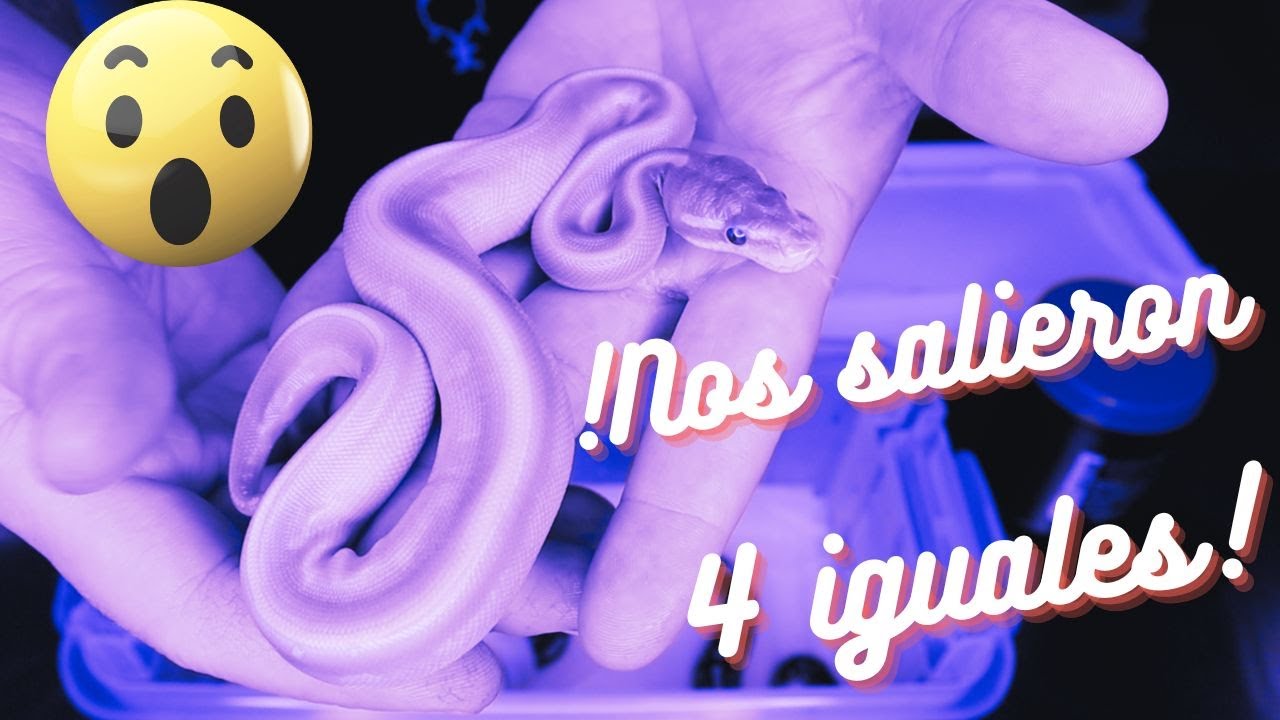 !Nos salieron Varias serpientes piton bola color morado!!