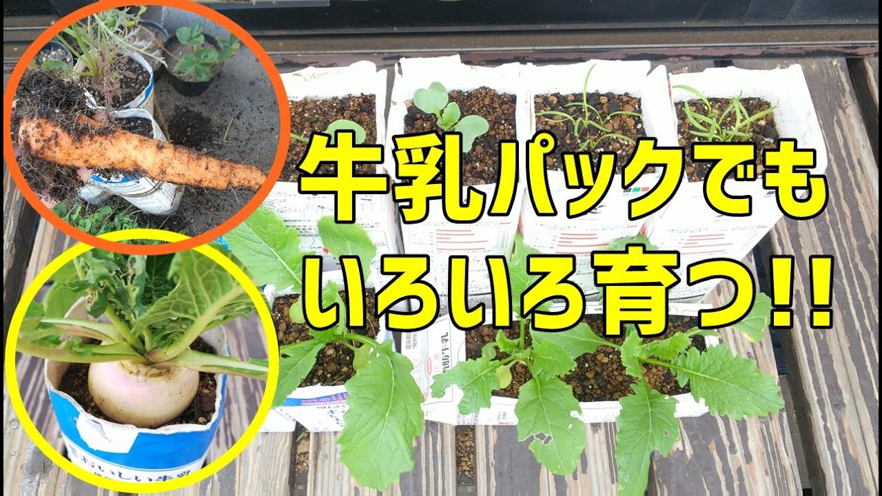 牛乳パックでいろんな野菜を育ててみてほしい！  /  Let's grow vegetables with cartons.
