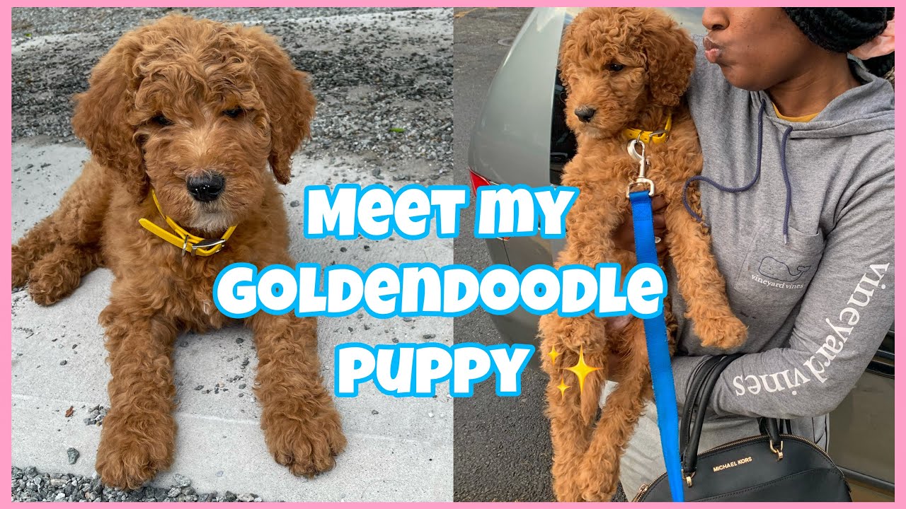 Come with me to get my F1b goldendoodle puppy ,bring my puppy home