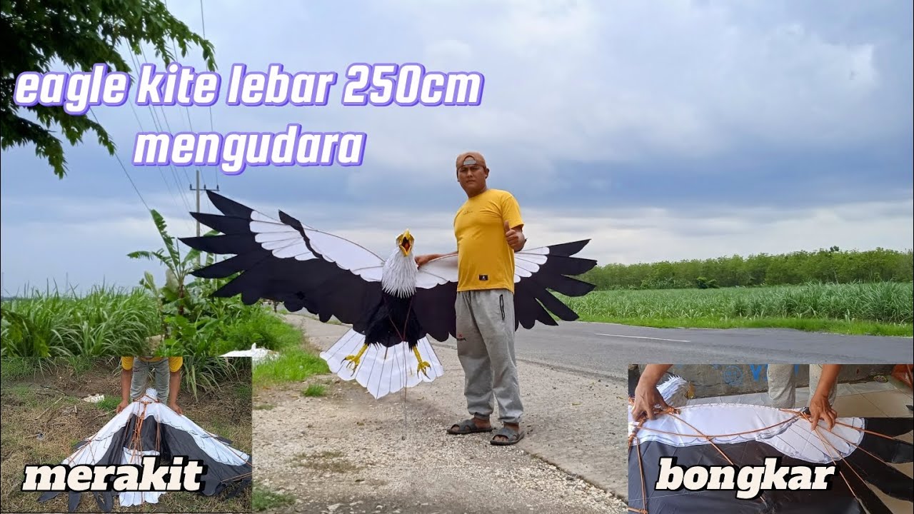 tes terbang layangan elang lebar 250cm.layangan lipat bongkar pasang