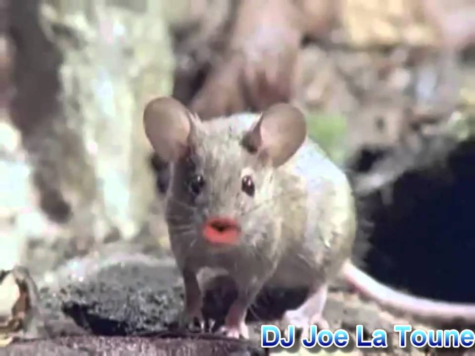 animaux dr&ocirc;le qui chante