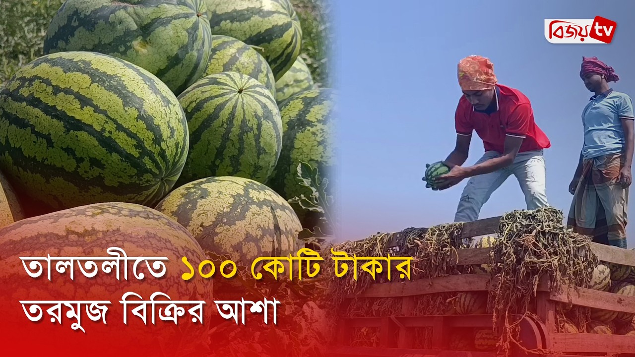 তালতলীতে ১০০ কোটি টাকার তরমুজ বিক্রির আশা । Bijoy TV
