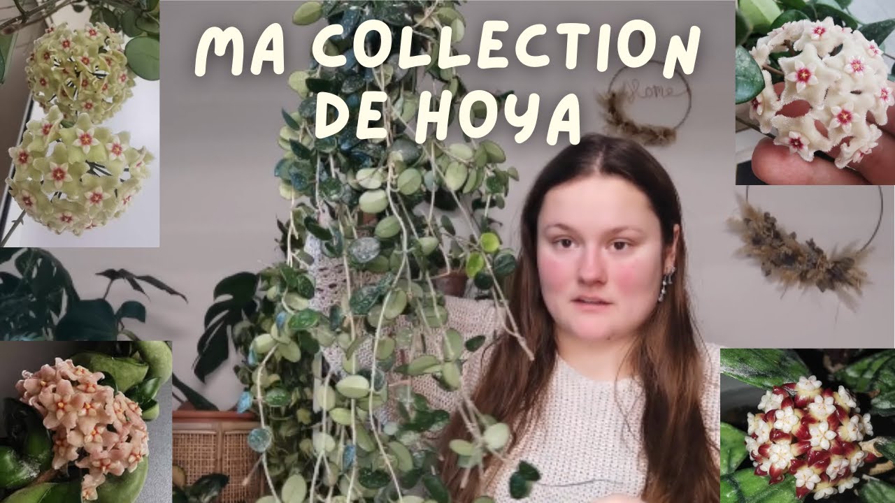 Toutes mes hoyas et les floraisons 🌸🪴