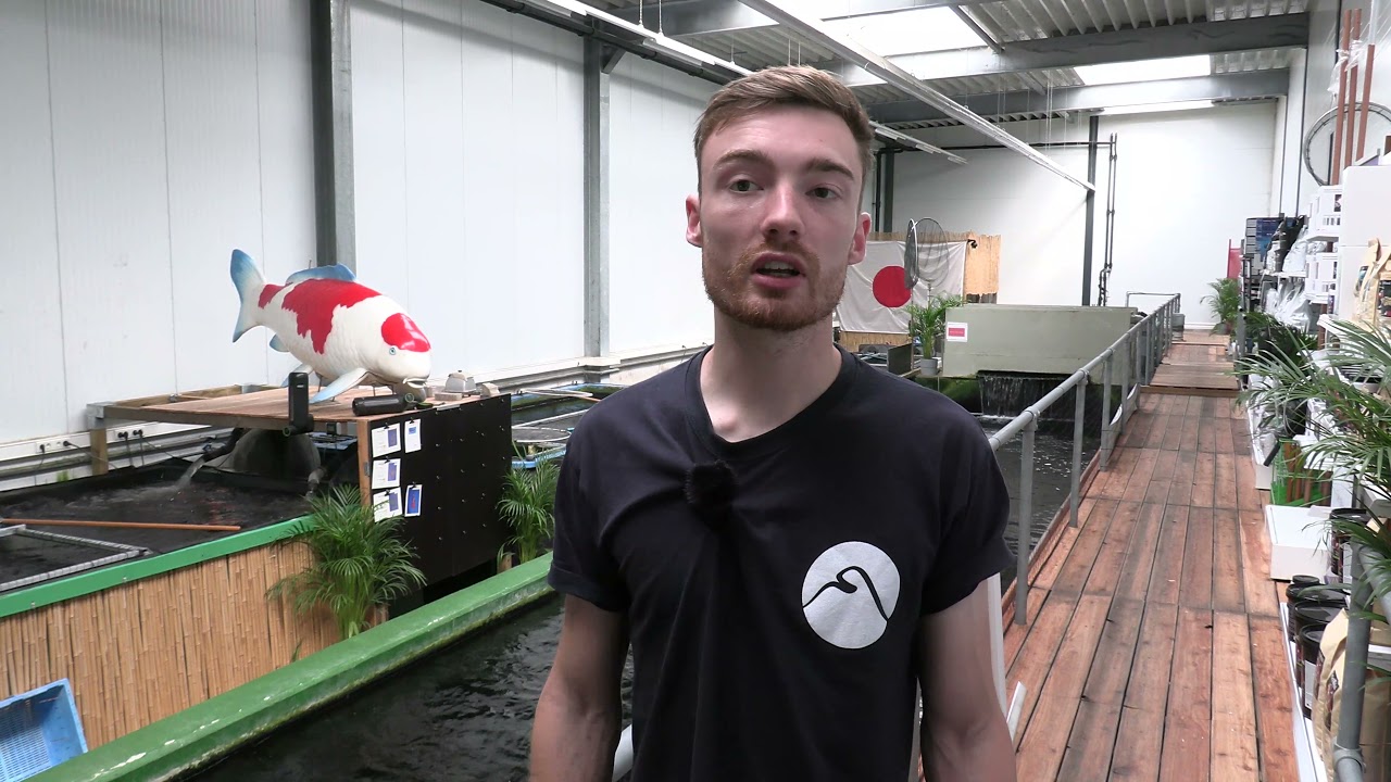 Koi Development Center is in alles uniek: Open Dag, prachtige koi en mega opgroeifaciliteit!