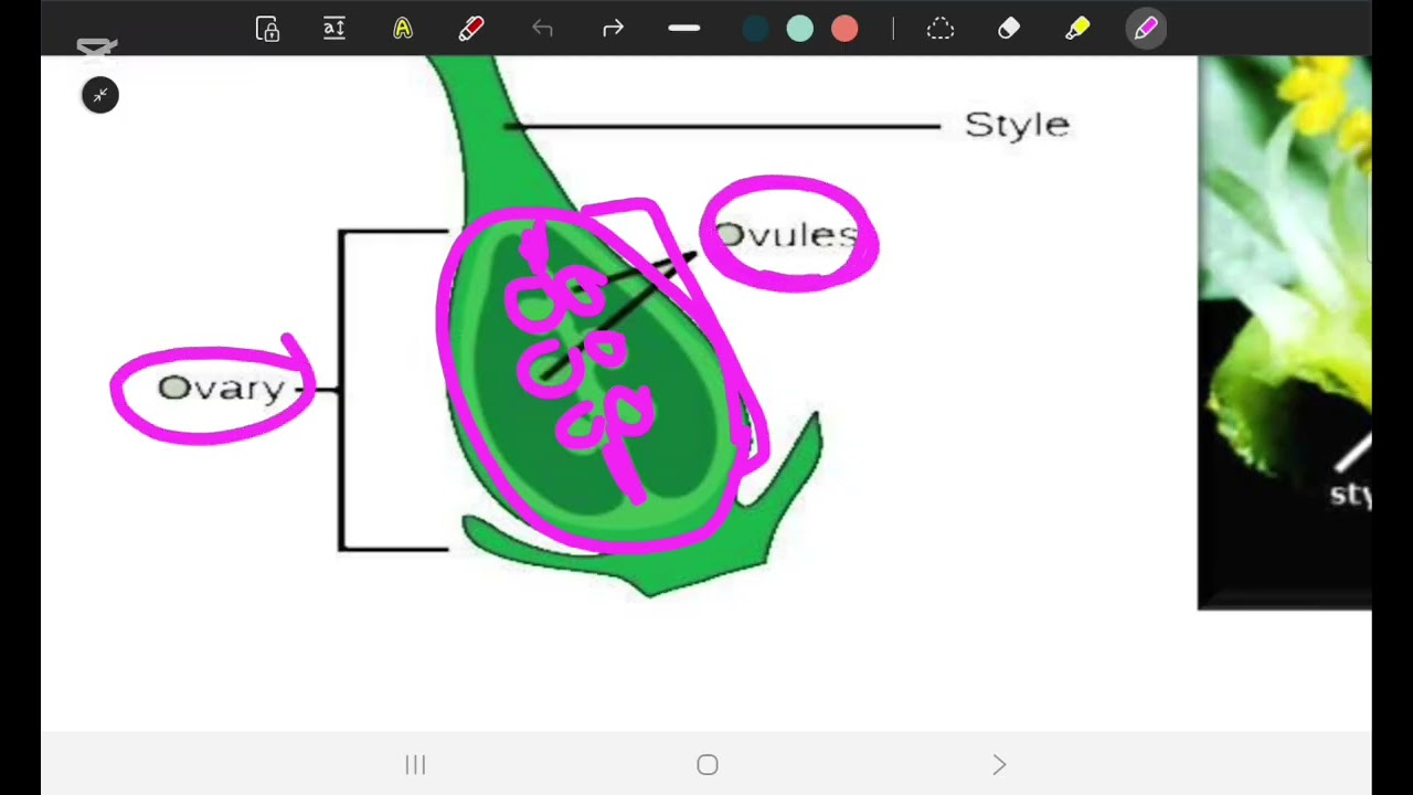 Pharmacognosy 1 Lec 1 part 3 (SGU)