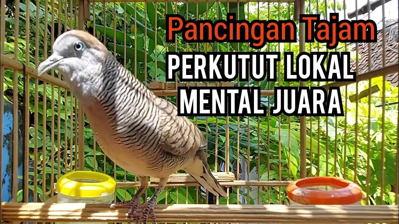 Perkutut lokal gacor suara Menantang Lawan - pancingan perkutut Lokal MENTAL JUARA