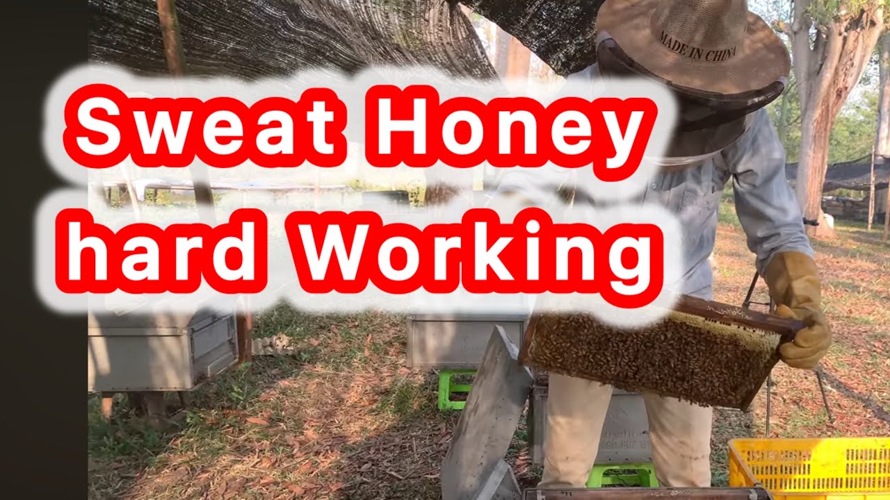 Harvesting Golden Honey 🐝 | Pure Honeycomb from the Hive