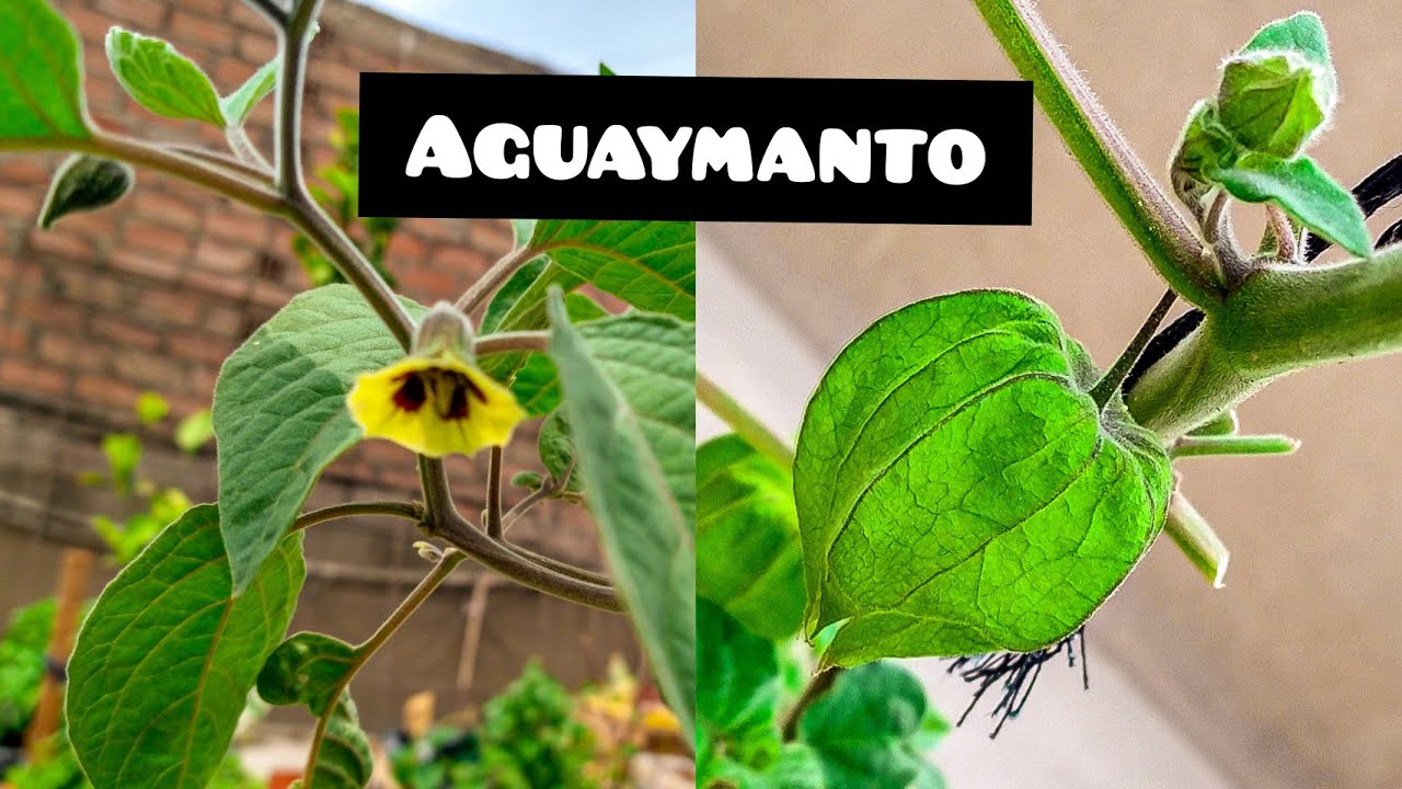 COMO CULTIVAR AGUAYMANTO en maceta 📦🌱🇵🇪  [ Physalis - uchuva ] PROCESO COMPLETO