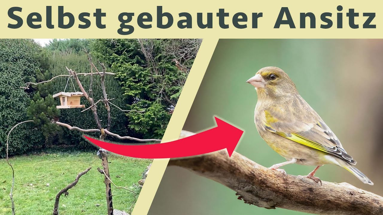 Ich baue einen Ansitz für Vogelfotografie in meinem Garten
