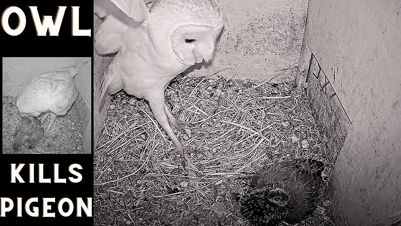 WOW: Wild barn owl kills/predates large pigeon nestling. Viewer discretion is advised