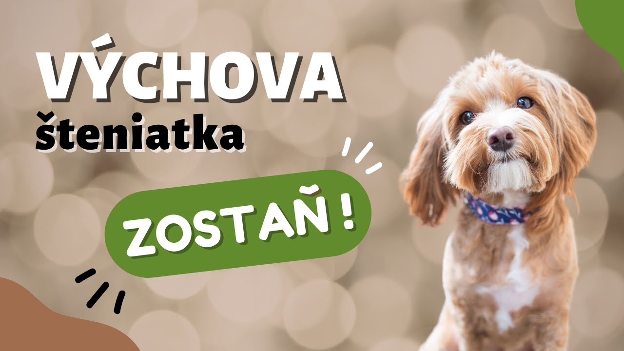 Ako naučiť psa povel ZOSTAŇ! | CANISLOG Slovakia
