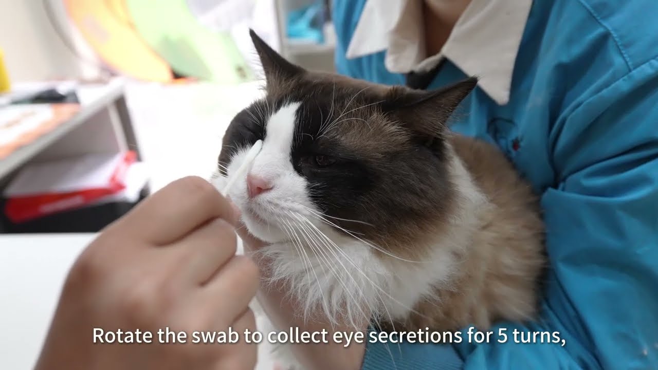 Pet Care FCV FHV Diagnostic testing process. #petcare