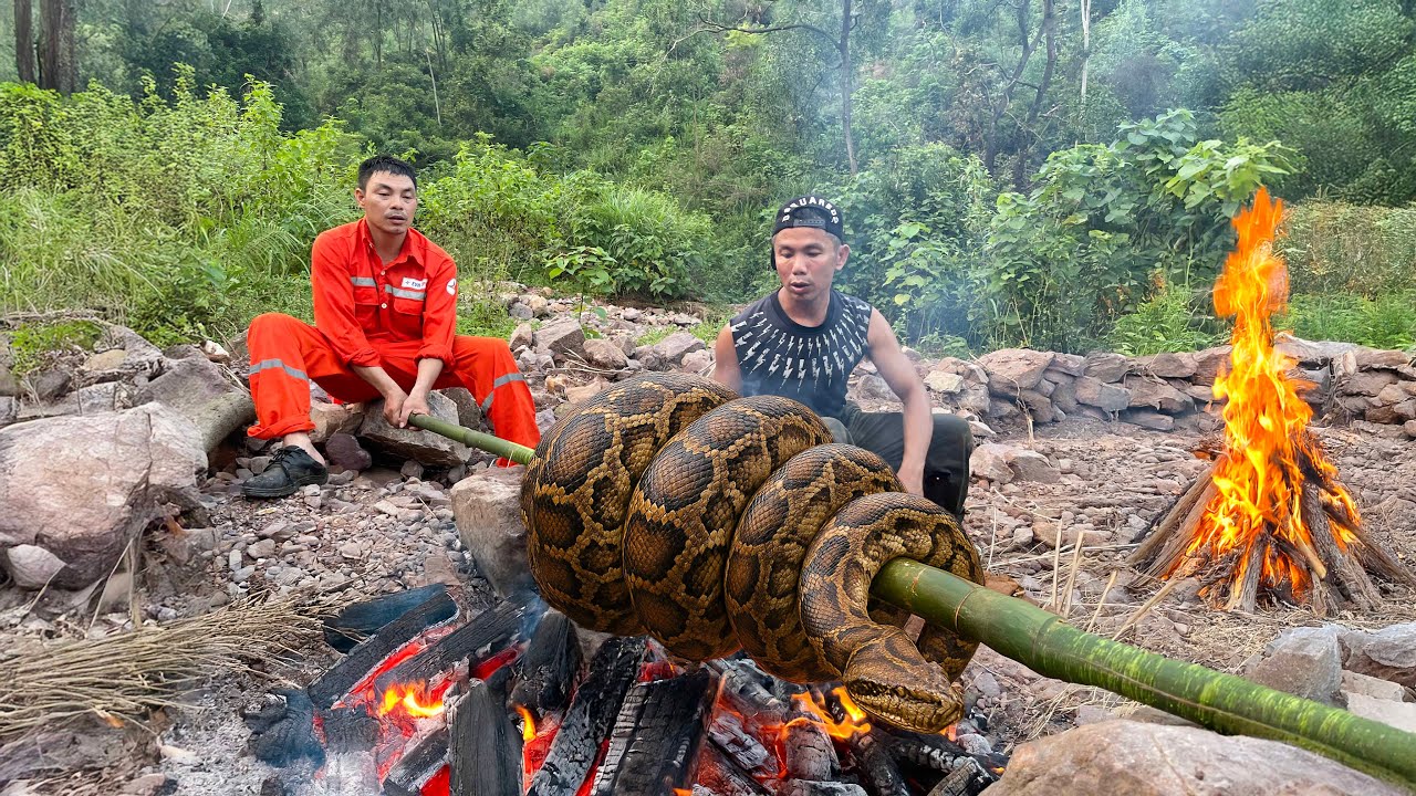 GIANT rock python party in the wild | GIANT python lurking behind overgrown bushes