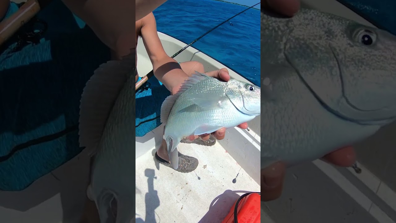 Catching Mutton Snapper in the Bahamas – Nonstop Action! 