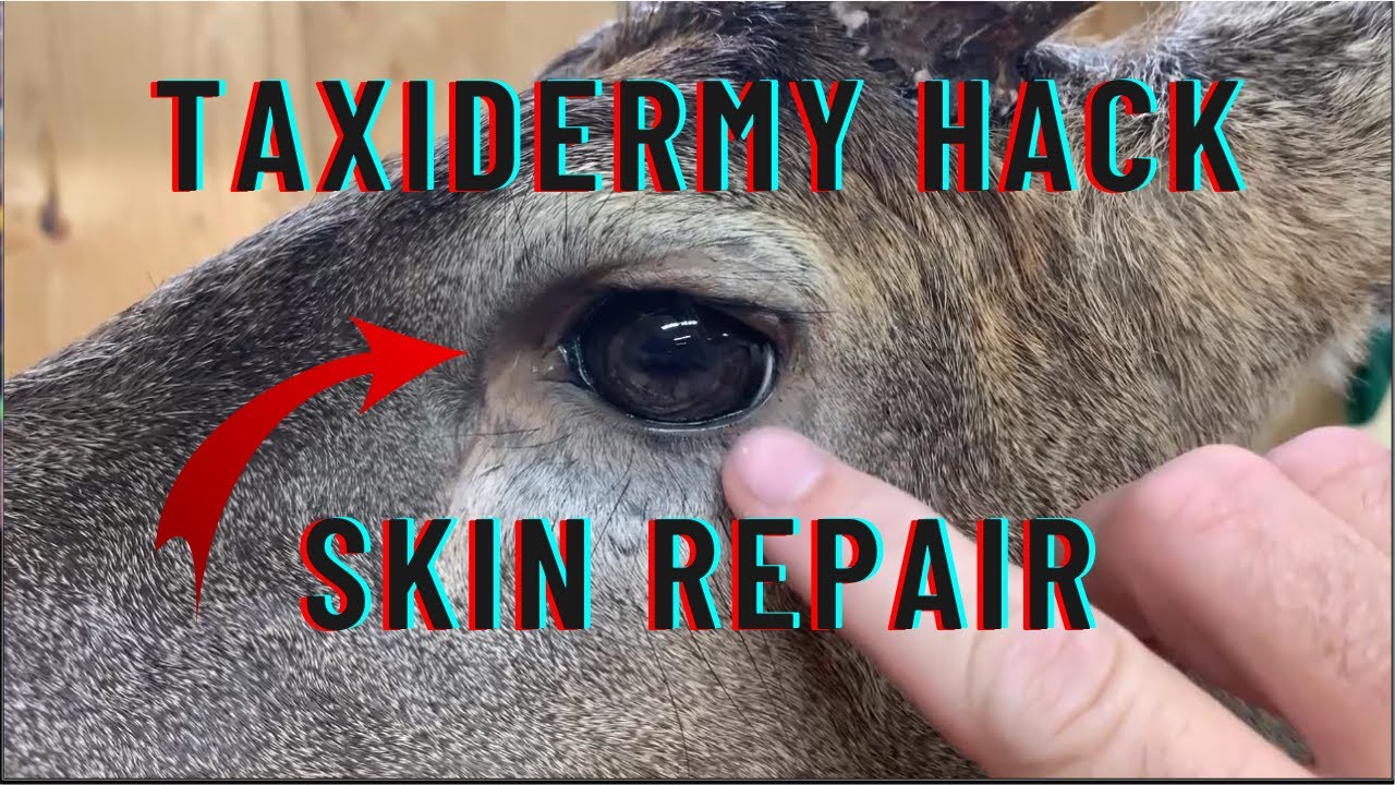Taxidermy Hack repairing damaged skin on a mount