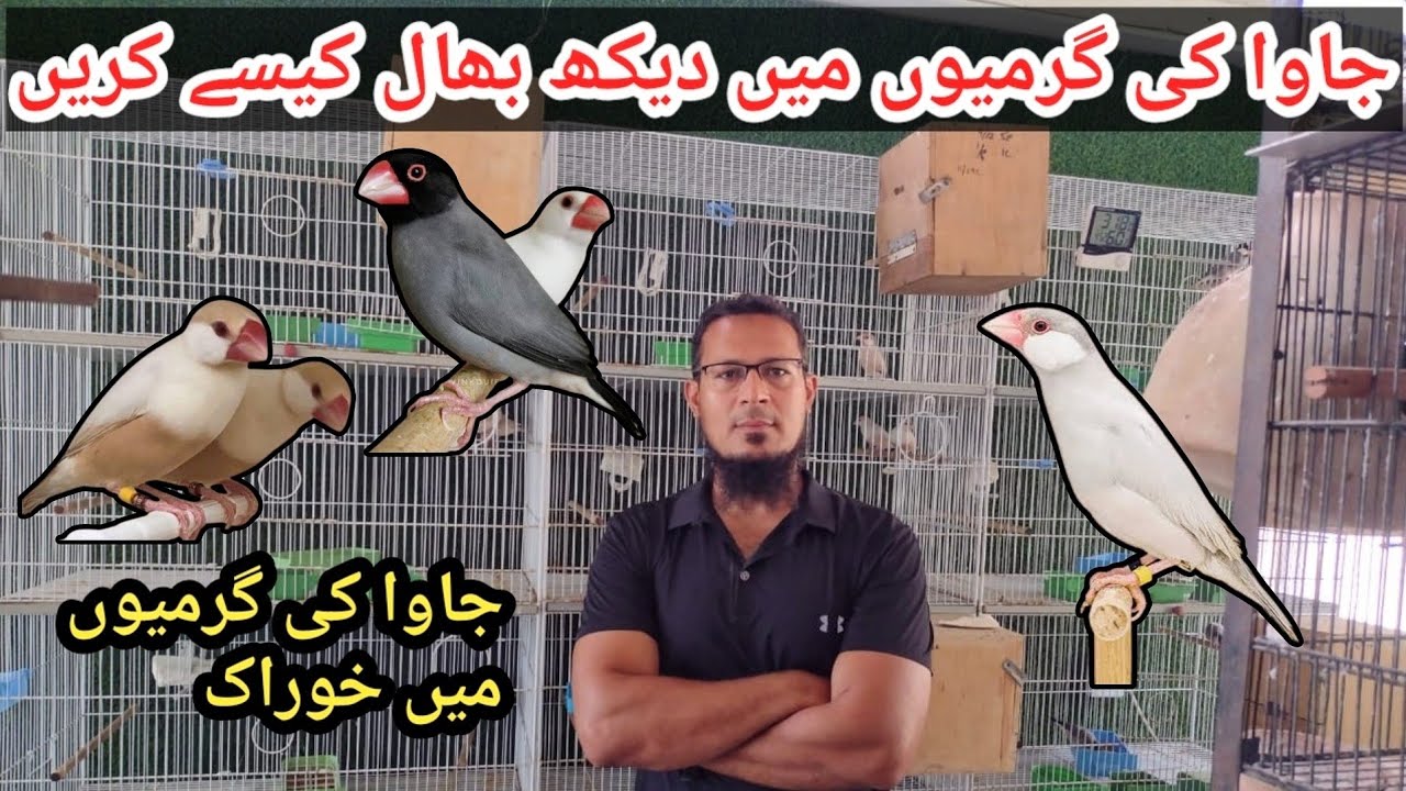 How To Take Care Of Your Java Sparrow & Finches In Summer | Java Sparrow Complete In Summer diet