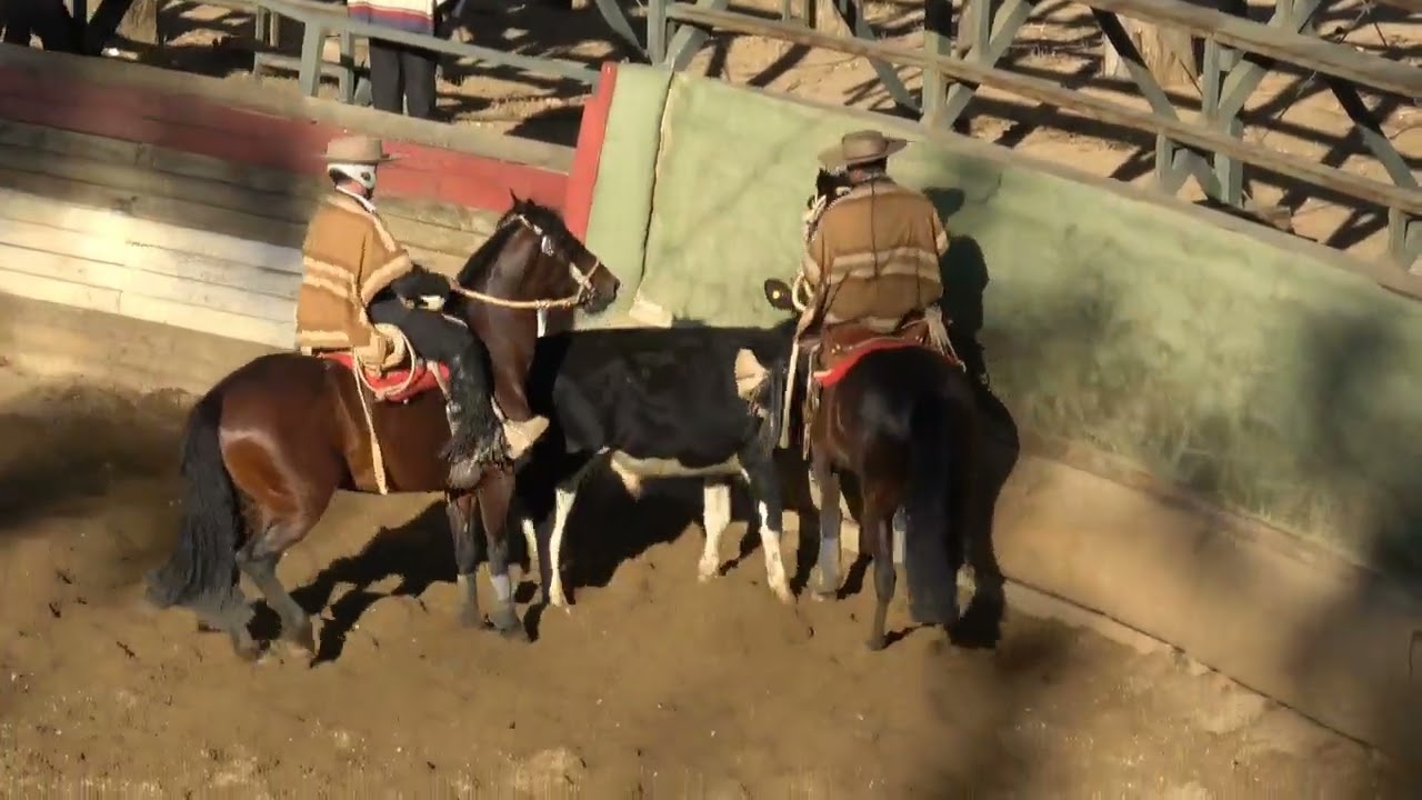 FINAL RODEO CLUB PICHILEMU ASOCIACIÓN CARDENAL CARO TEMPORADA 2025 2026 parte 2