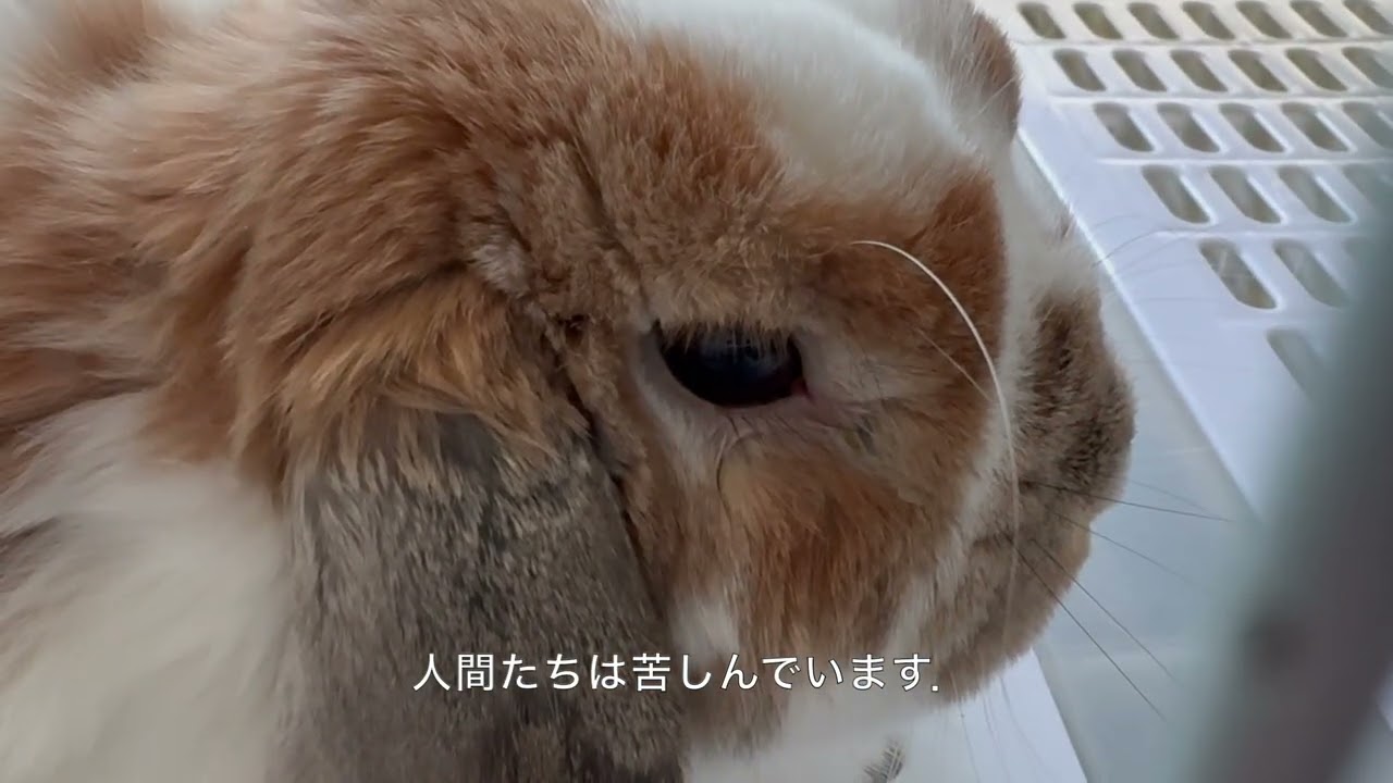 暖かい日のうさぎ