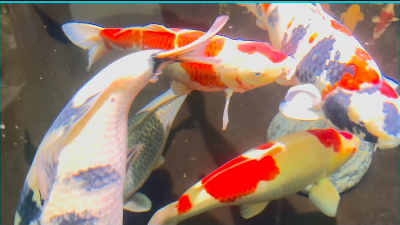 Ngắm cá thư giãn cuối tuần