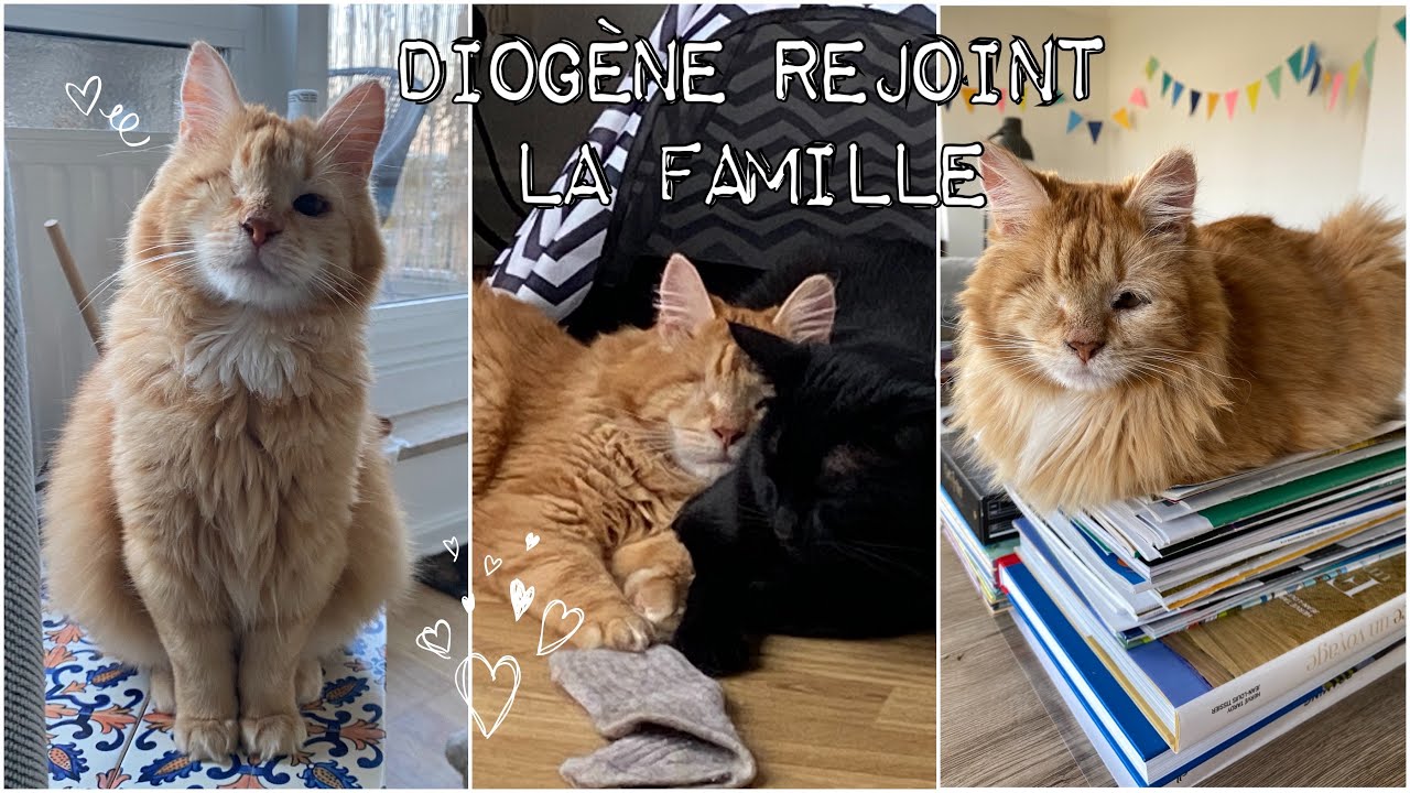 J'adopte un chat roux en refuge - Viens rencontrer Diogène !