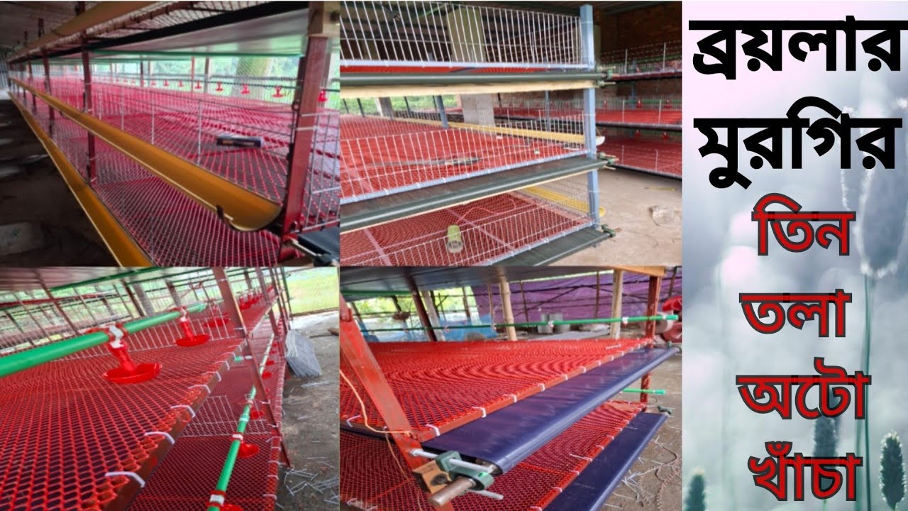 !! ব্রয়লার মুরগির তিনতলা বিশিষ্ট অটো খাঁচা !! Three-story auto cage for broiler chickens ?