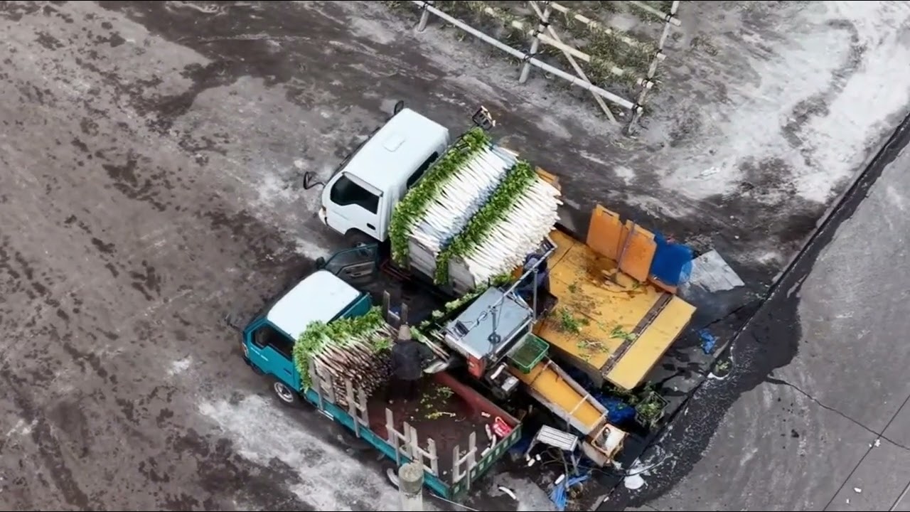 冬だけの絶景──🍃枕崎市・南九州市の広大な茶畑の中に佇む「大根櫓（だいこんやぐら）」干し大根が風に揺れるこの光景は、鹿児島#japanview #winterinjapan#風物詩　#冬　#絶景 