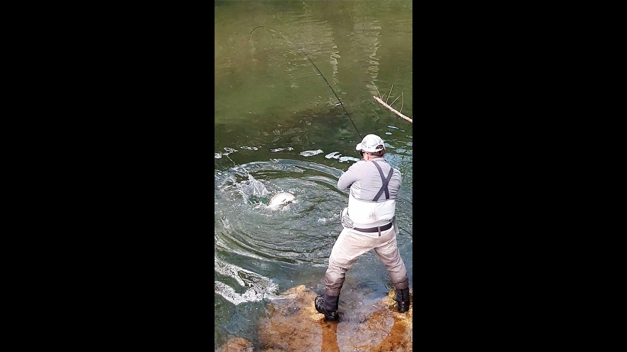 Ribolov rijeka Pliva JAJCE velika potočna pastrmka 74 cm
