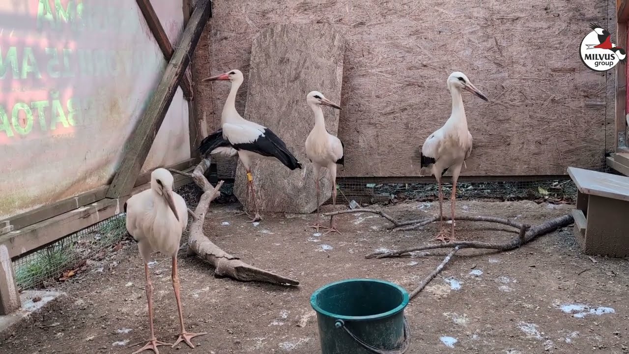 Cinci berze se bucură de libertate / Öt gólya élvezi a szabad repülést / Five storks enjoy freedom