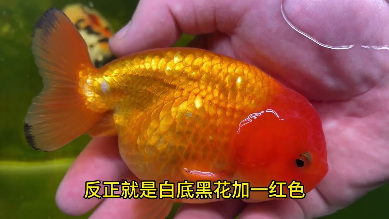 兰寿里软鳞和硬鳞的区别，有什么意义