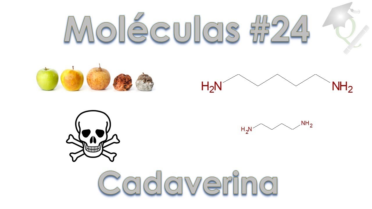 Uma Molécula por Dia #24 Cadaverina (e putrescina)