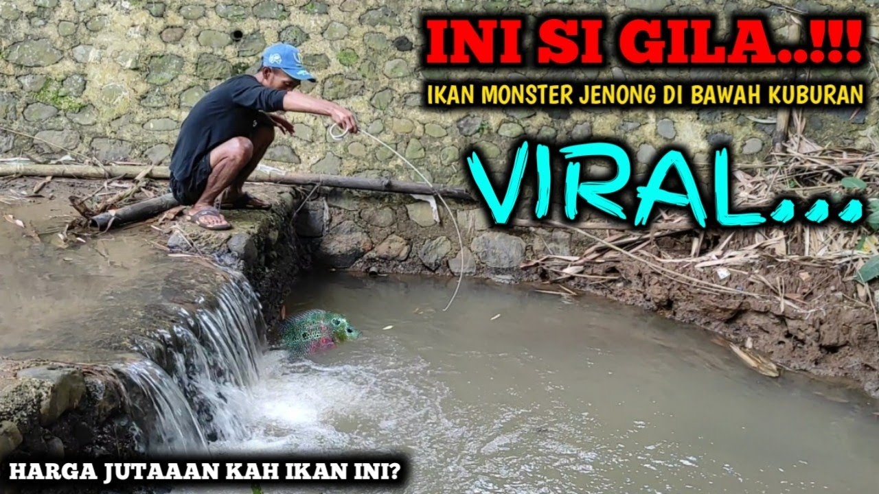 REKOR BARU..!!! MANCING DI SELOKAN KUBANGAN KECIL || STRIKE IKAN MONSTER JENONG || AUTO KAGET BRO..