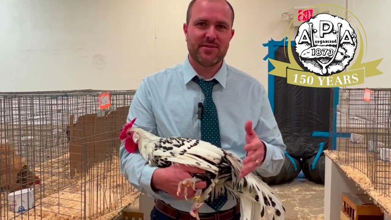 What are stubs on Exhibition Chickens