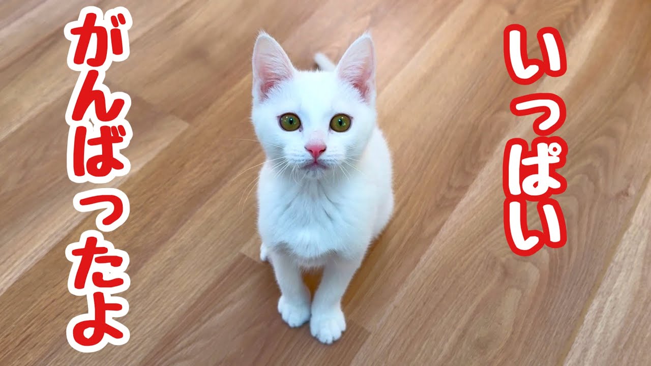 【ご報告】白血病陽性の保護子猫｜最後の再検査の結果
