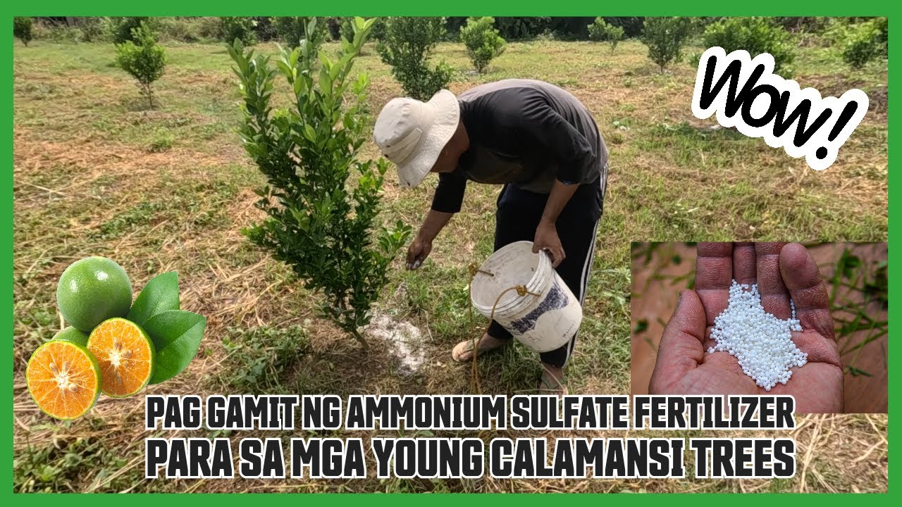 PAANO PABILISIN ANG PAGLAGO NG PUNONG CALAMANSI GAMIT ANG AMMONIUM SULFATE FERTILIZER