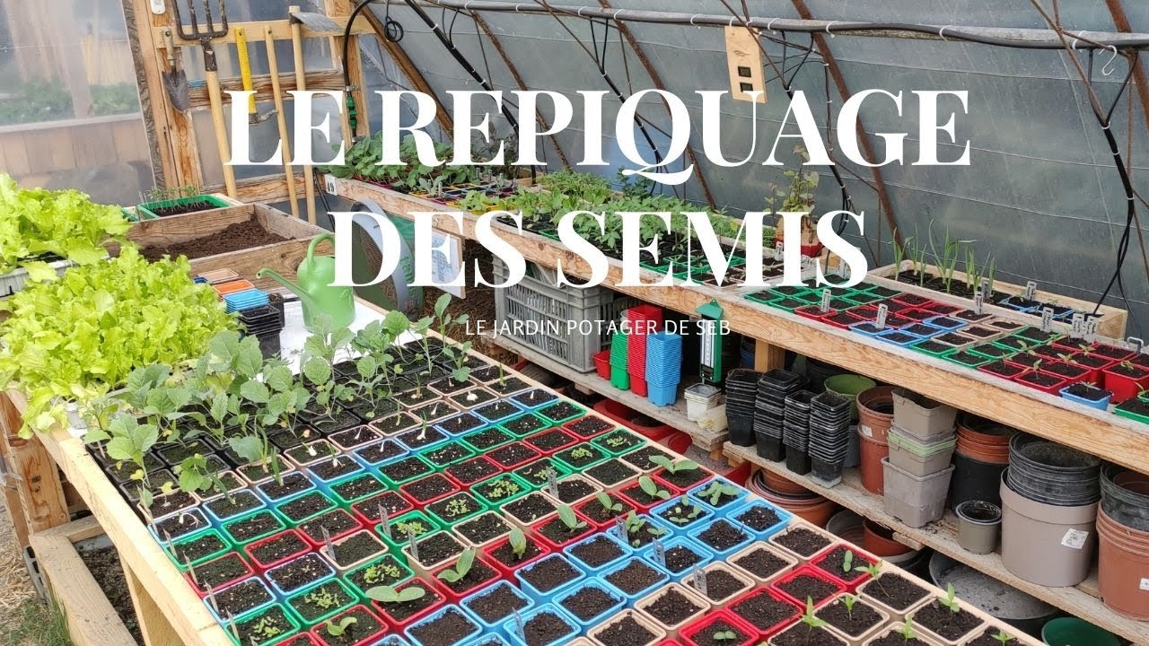 LE REPIQUAGE DES SEMIS