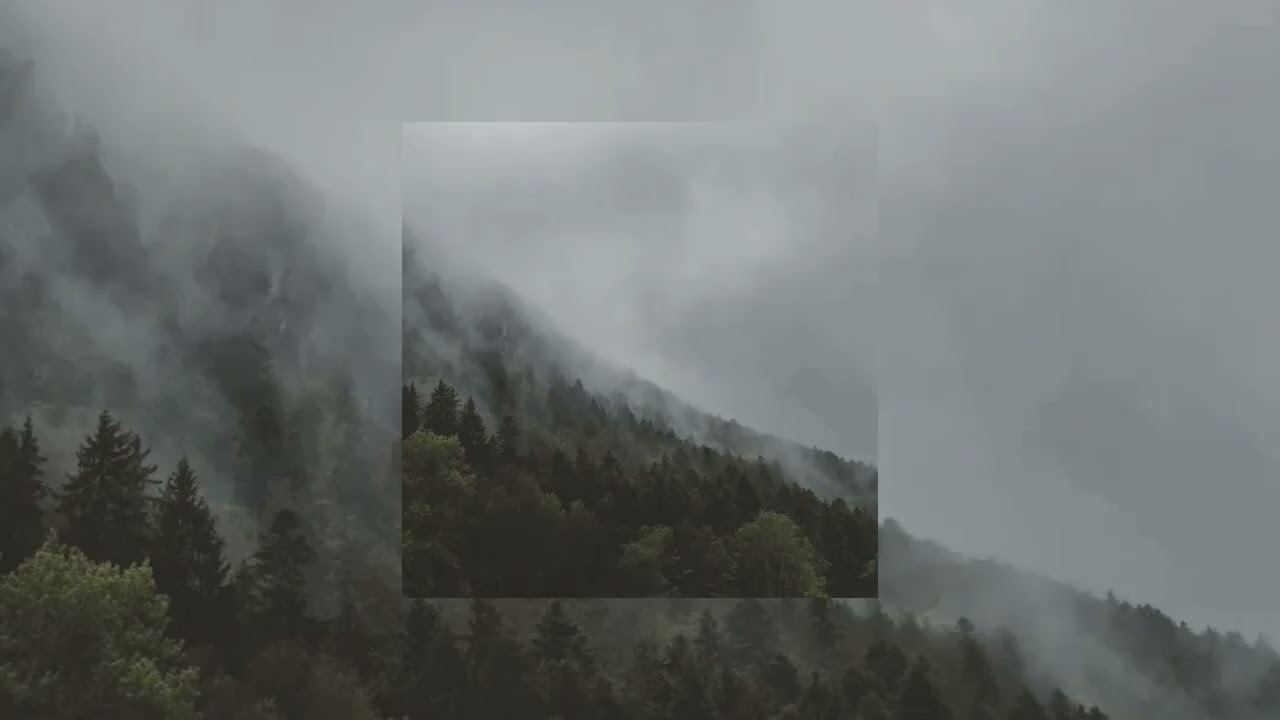 Midnight Forest - SYNTHPHNK