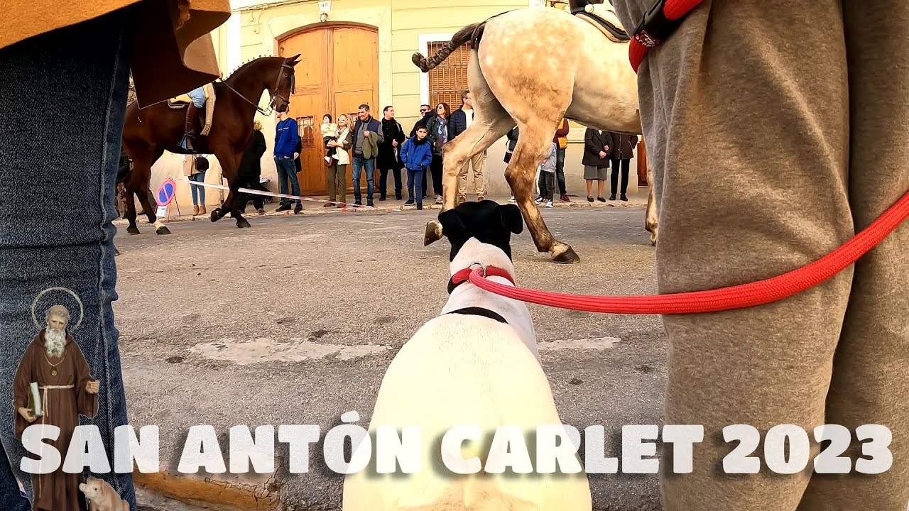 San Antón Carlet 2023 - ¿Cuál es el caballo más bonito?