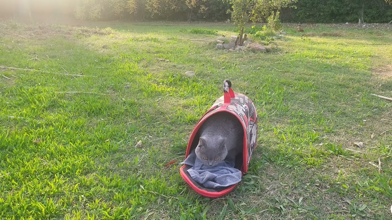 Ага..нагулялся..и снова добрый вечер))😻