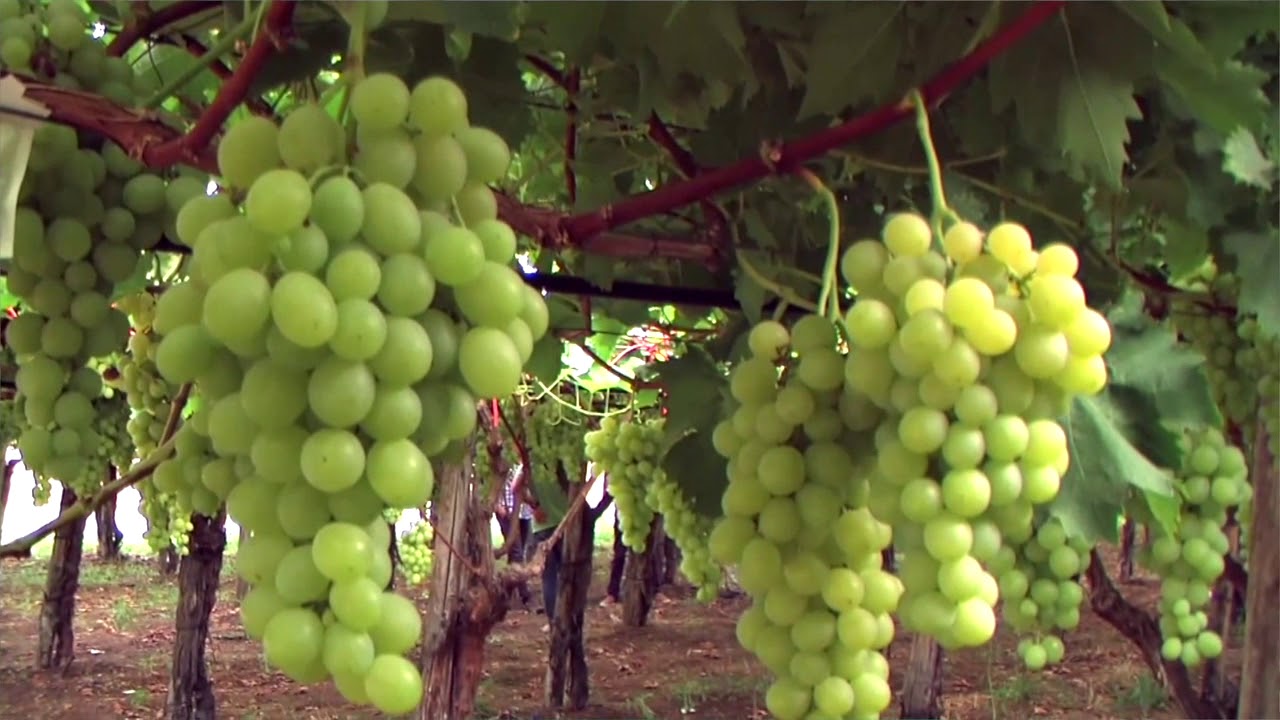FOGLIE TV - Sagra dell'Uva: in Anteprima il video dell'Assessorato all'Agricoltura di Rutigliano