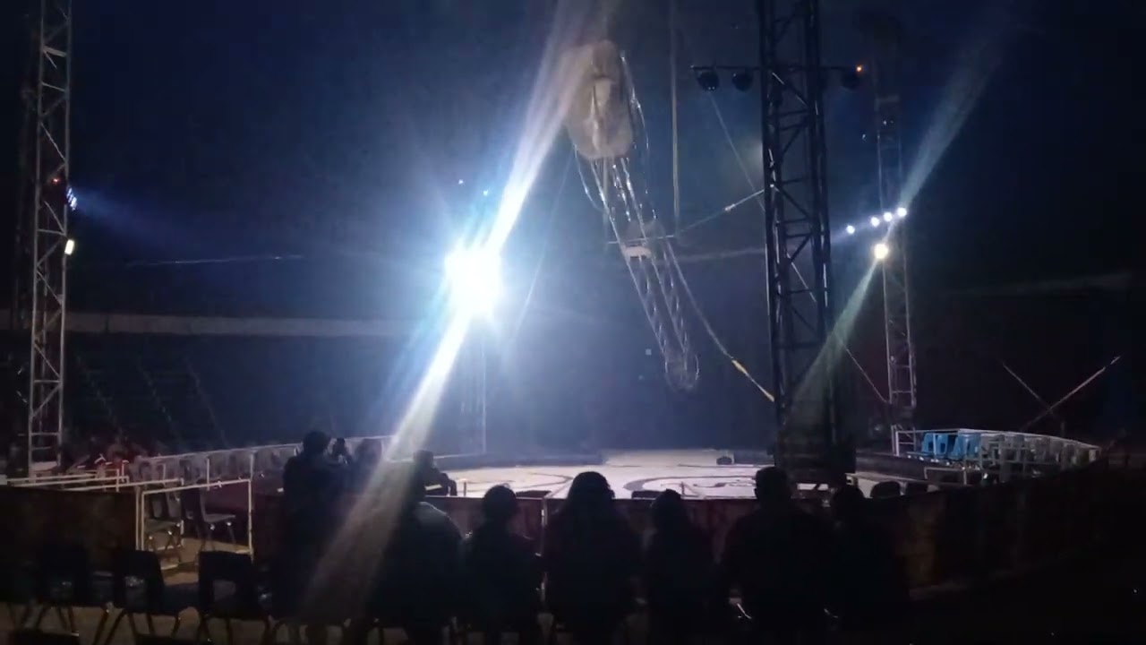 KING. CIRCUS  #shortsvideo 