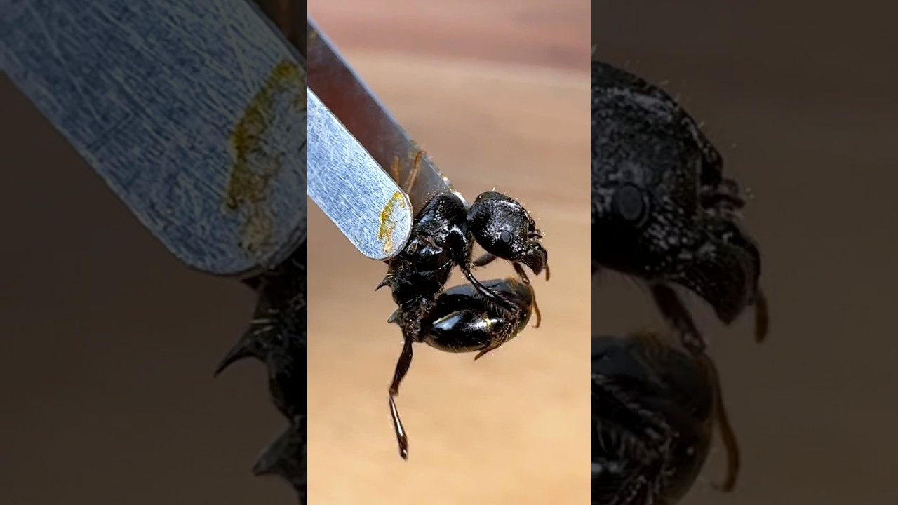 My QUEEN Ant SURVIVED!! (But how&hellip;)