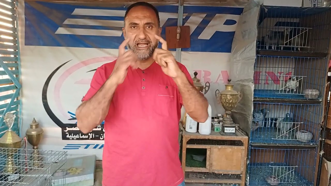 افر خ اجمل واحلي   زغليل