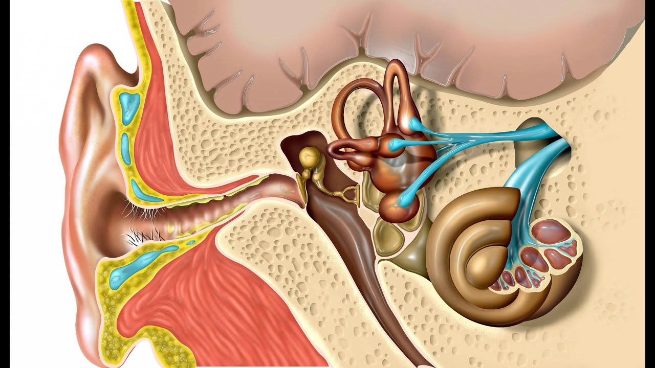 BIOLOGIYA . ANATOMIYA. QULOQ.